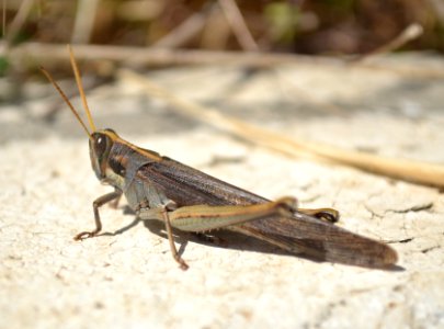 Vagrant Grasshopper (Schistocerca nitens)