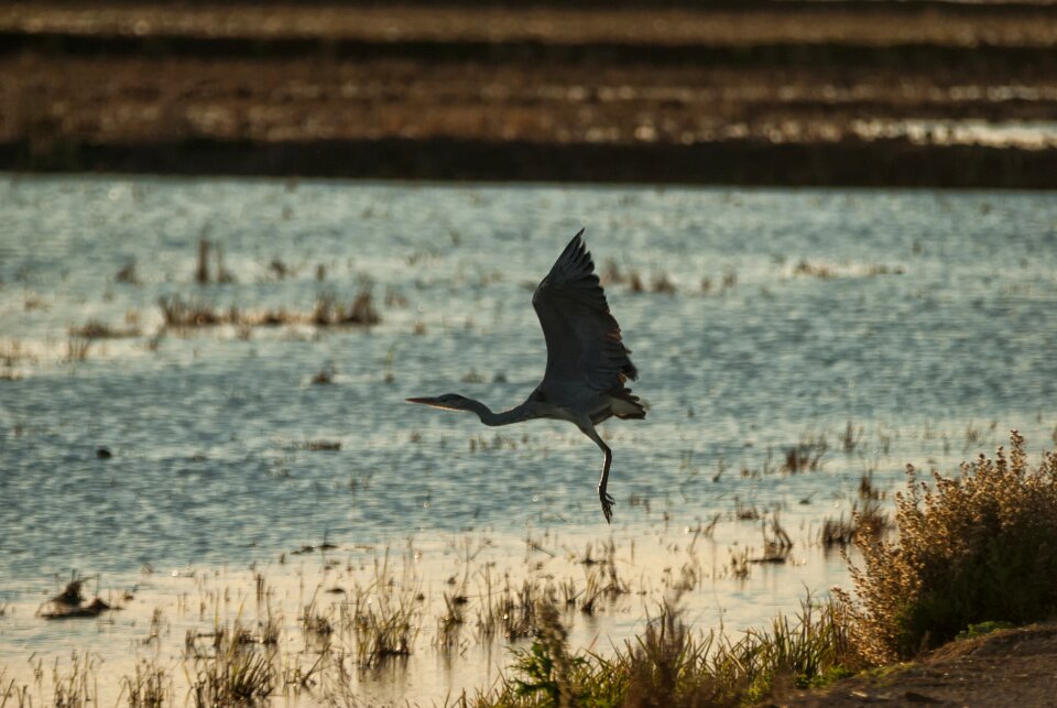 Nature wild life outdoors