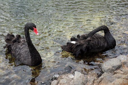 Pond swans birds