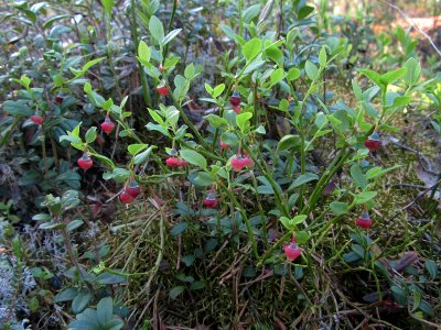 Vaccinium myrtillus Oulu, Finland 01.06.2013