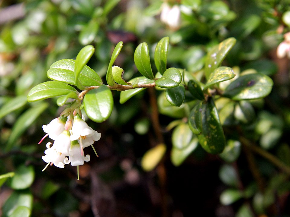 Vaccinium vitis-idaea Oulu, Finland 09.06.2013