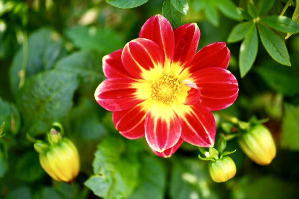 Nature garden flora