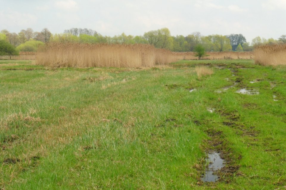 Verlar - NSG Rabbruch und Osternheuland - 5