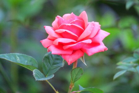 Plant garden rose