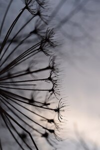 Dry plant close up