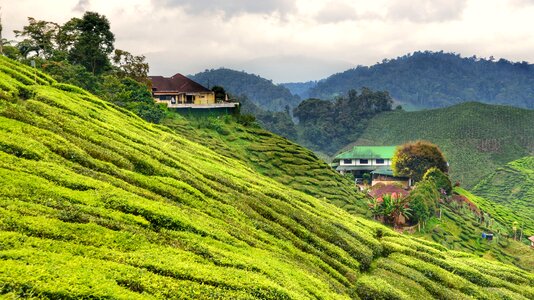 Highlands malaysia plants photo