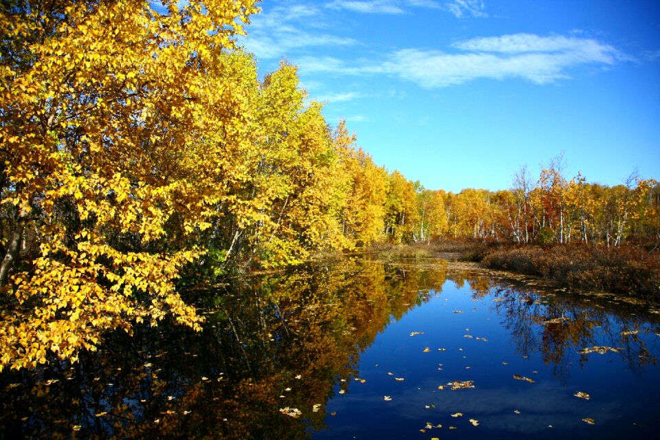 Reflection autumn forest golden autumn photo