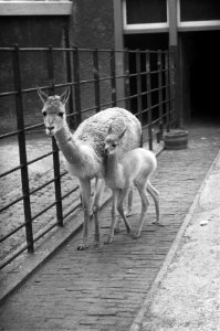 Vicogne (lamasoort) geboren in Artis. Moeder met jong, Bestanddeelnr 921-4502
