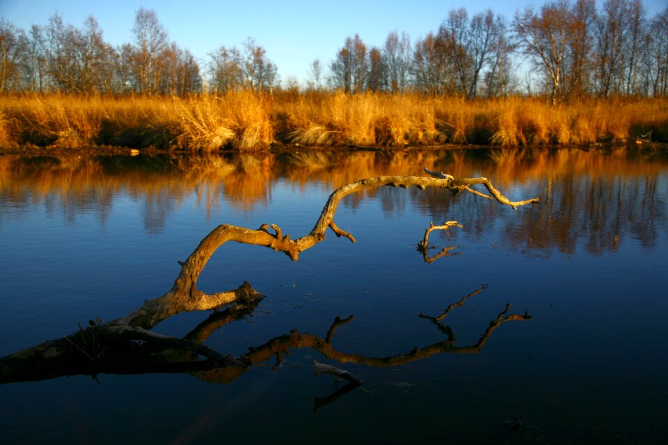 Reflection autumn forest golden autumn
