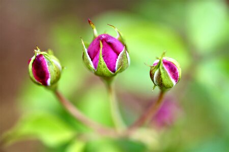 Bud bloom blossom