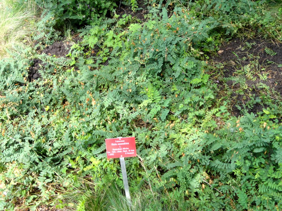 Vicia cassubica - Botanischer Garten, Frankfurt am Main - DSC02613