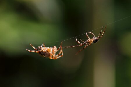 Bespozvonochnoe spider web nature photo