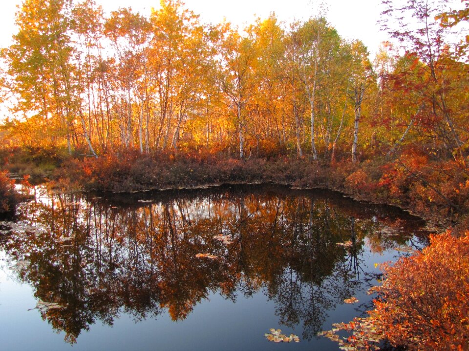 Reflection autumn forest golden autumn photo