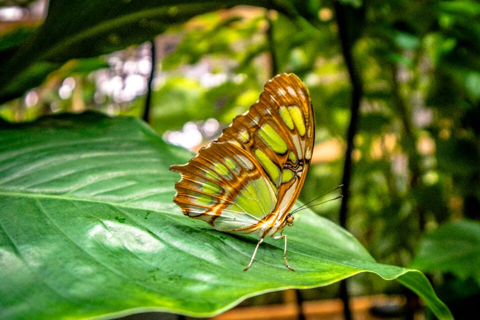 Insect butterfly close up