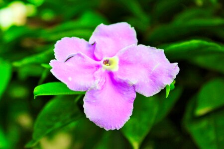 Plant white spring