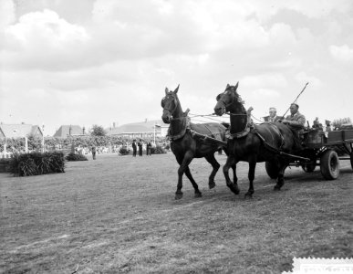 Vijftigste concours Hippique in Hoofddorp, Bestanddeelnr 910-5305