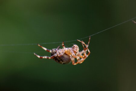 A spider-like insect living nature bespozvonochnoe photo