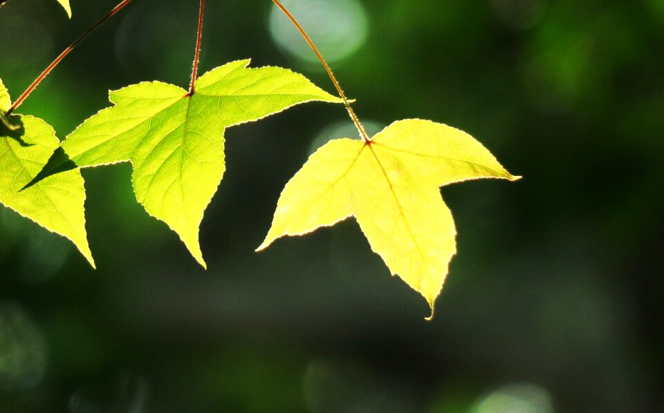 Tree environment outdoor