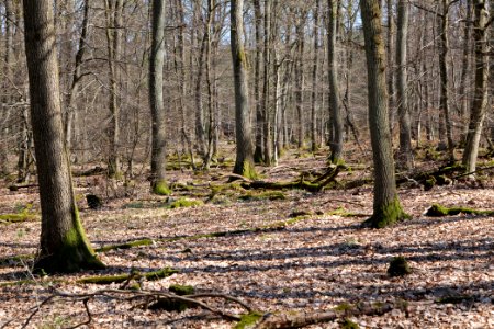 View from Limes trail Taunus Wehrheim 2021-04-02 15