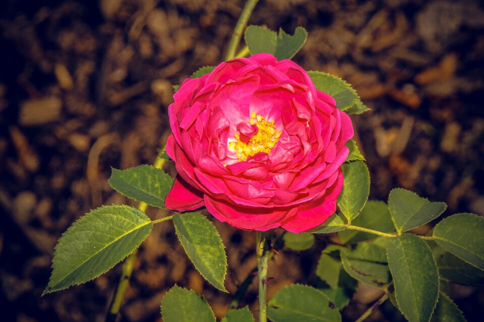 Close up rosaceae velvet