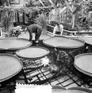 Victoria Regia in bloei in Amsterdamse Hortus, Bestanddeelnr 905-8692