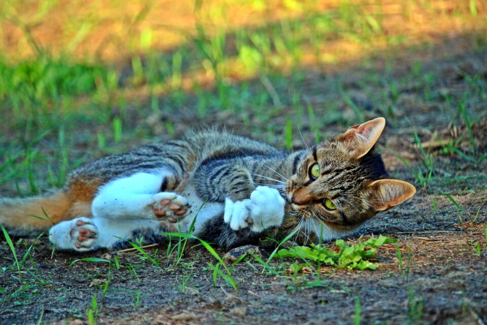 Prey hunting tiger