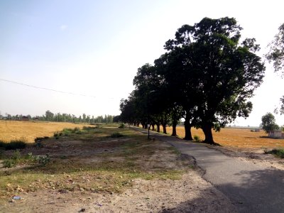 Village road near Harike, Punjab, India photo