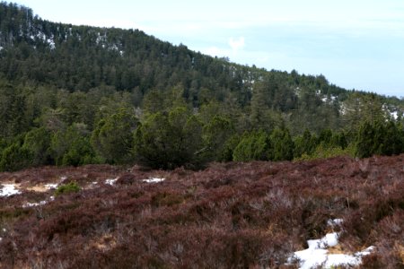 View from trail from Ochsenstall Hornisgrinde to Hundsrücken 2020-03-14 34