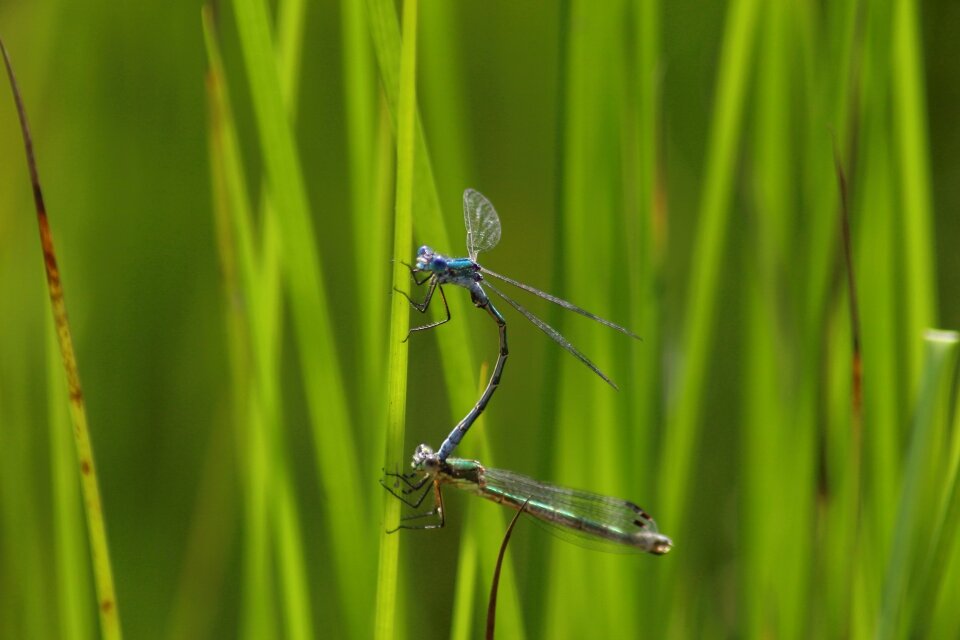 Plant insect dragonfly