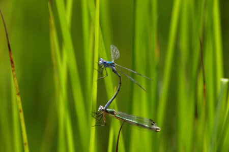 Plant insect dragonfly photo