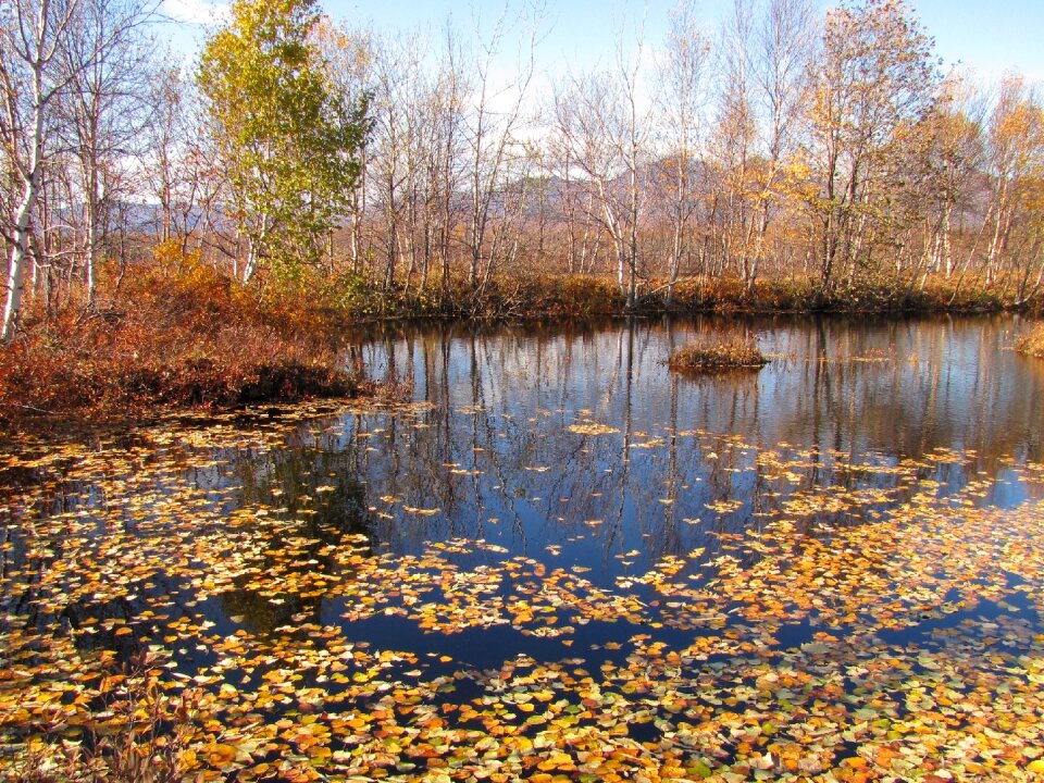 Water puddle the leaves on the water