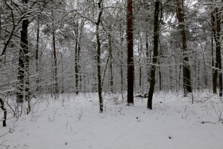 View from Roedenbecksteig Düppeler Forst with snow 2021-01-30 07