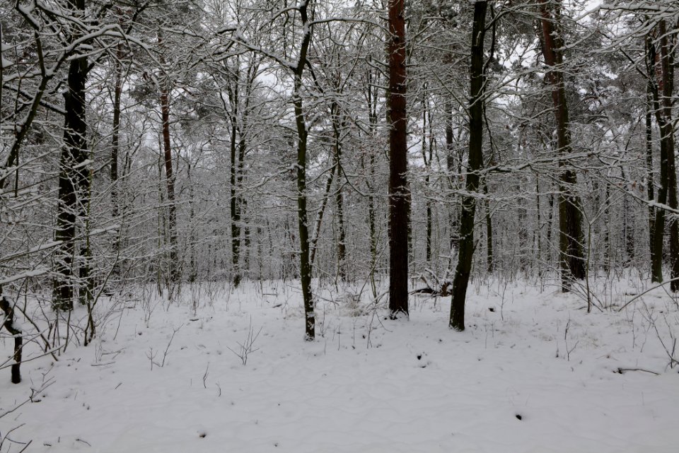 View from Roedenbecksteig Düppeler Forst with snow 2021-01-30 08