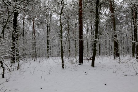View from Roedenbecksteig Düppeler Forst with snow 2021-01-30 08