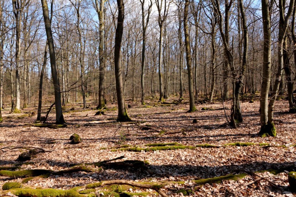 View from Limes trail Taunus Wehrheim 2021-04-02 13