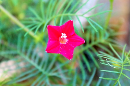 Pink flowers nature floral photo