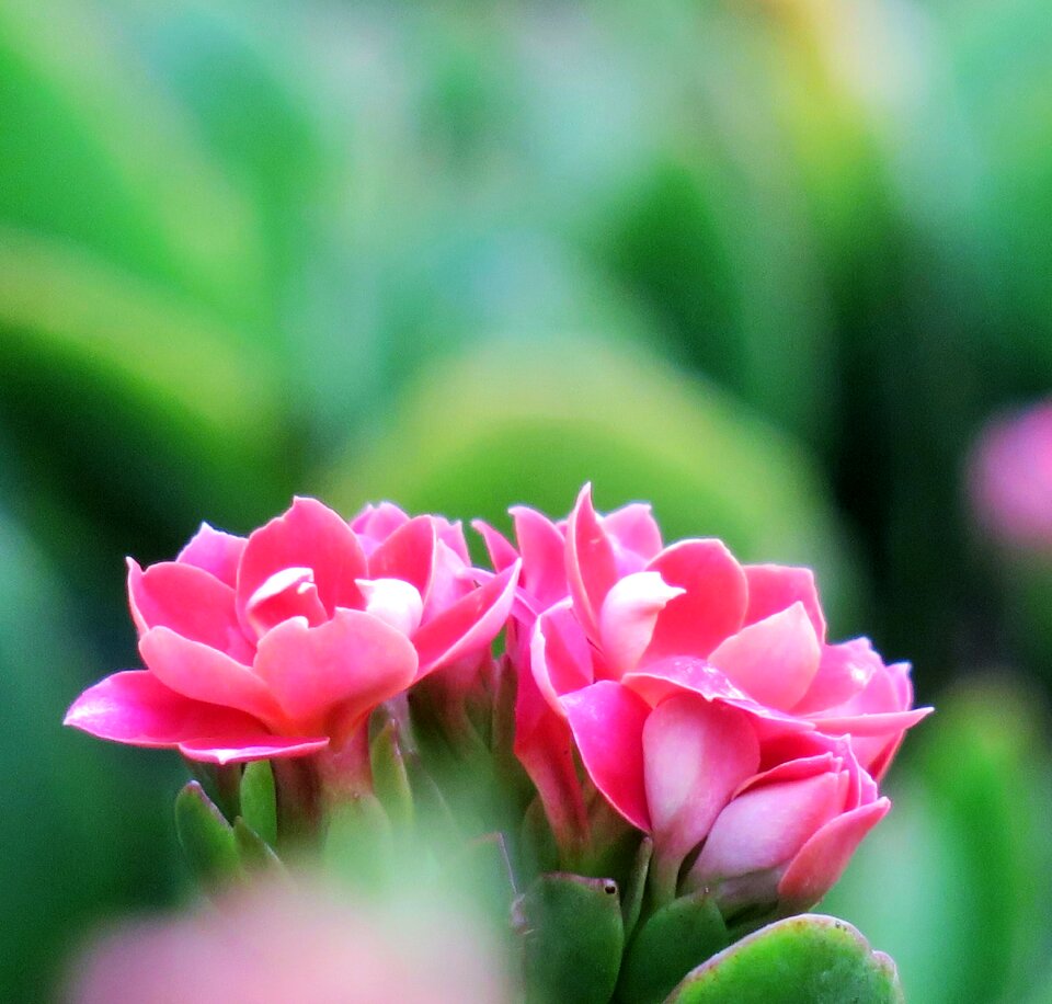 Flower leaf summer