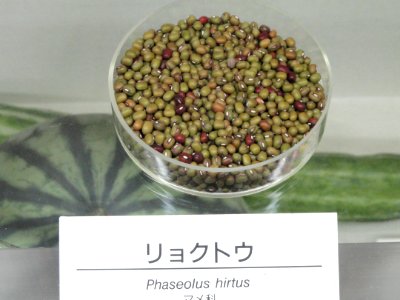 Vigna radiata - Osaka Museum of Natural History - DSC07852