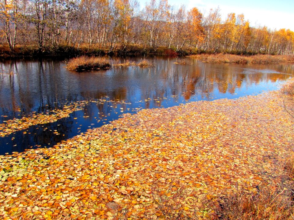 Water puddle the leaves on the water