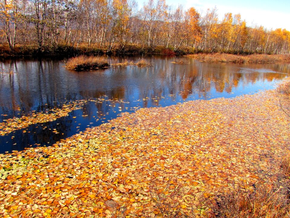 Water puddle the leaves on the water photo