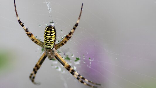 Argiope bruennichi argiope hornet argiope fasciée