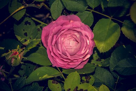 Close up rosaceae velvet photo