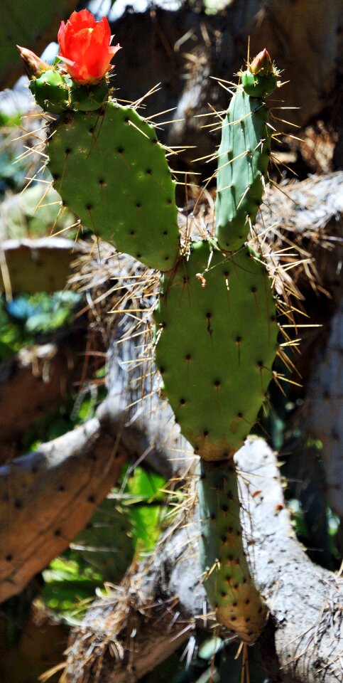 Desert plant tropical