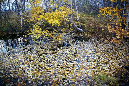 Water puddle the leaves on the water photo