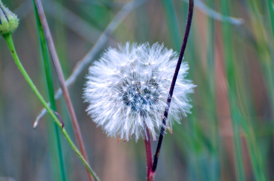 Summer grass outdoors