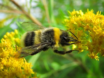 Bumblebee macro photography insects