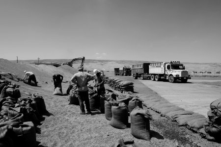 Views of the governmental grain depot in summer of 2019 in Shingal where Ezidi laborers are packing grain 01