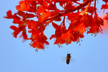 Bloom flourishing tree spring photo