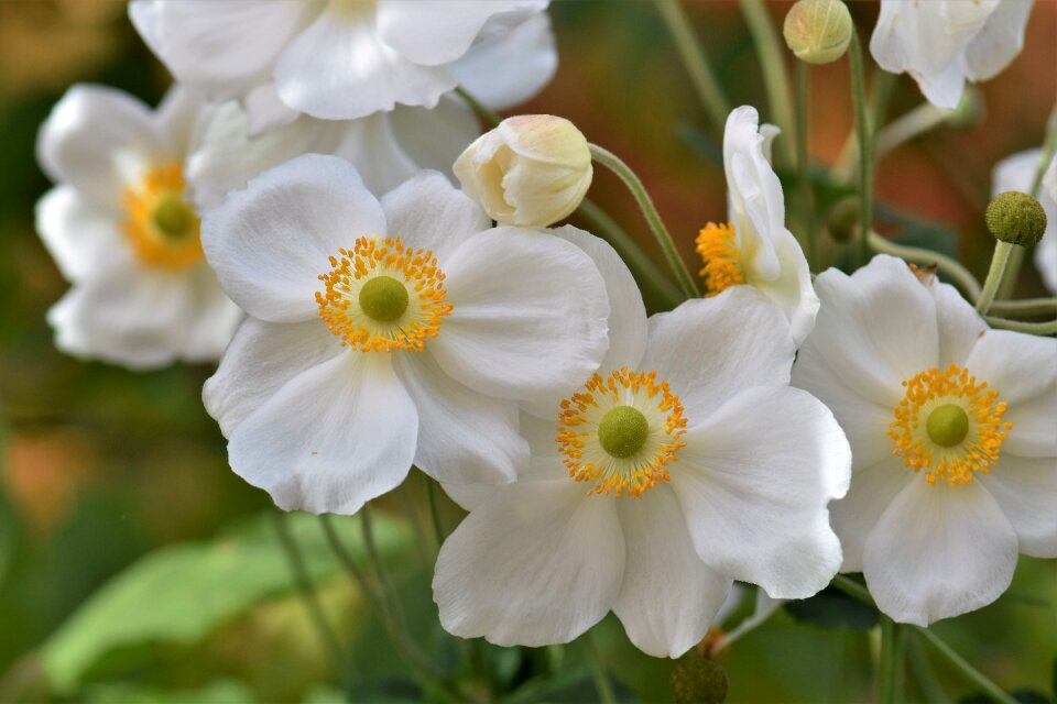 Nature blossom bloom