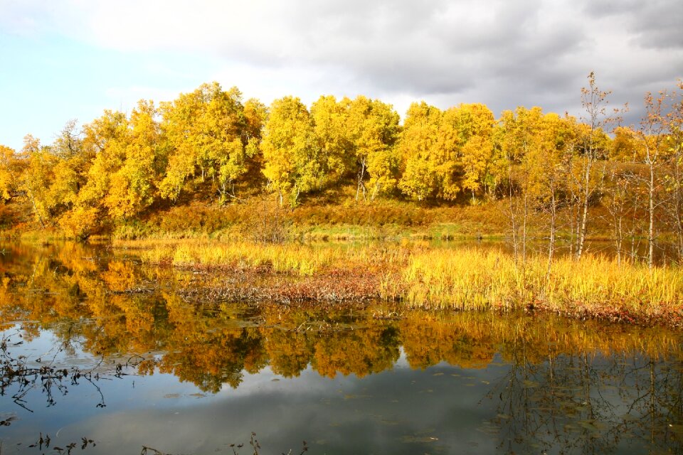 Reflection autumn forest golden autumn photo